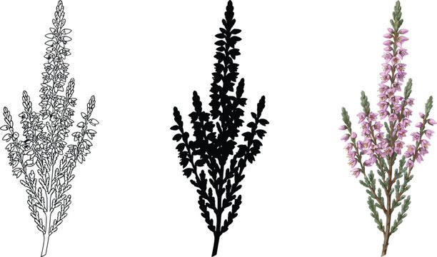 Heather flower botanical vector set, blooming calluna vulgaris plant in outline, silhouette and color, wild moorland floral elements
