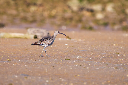 Whimbrel on the coast.