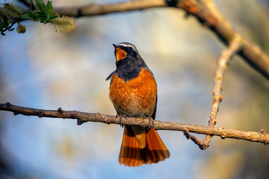 Male common redstart singing on a branch.