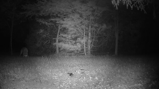 A cautious nocturnal coyote approaches an infrared trail camera, becomes suspicious of the illumination and retreats into the darkness.