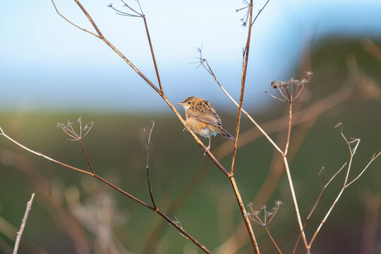 Zitting Cisticola perched on a bush on the Cantabrian coast in Asturias.