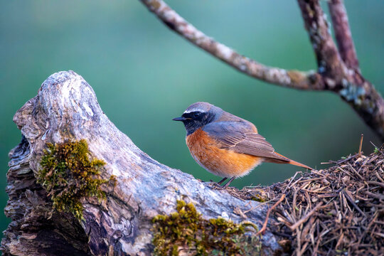 Male common redstart on a branch.