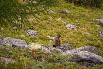marmot in the swiss mountains © Oskar