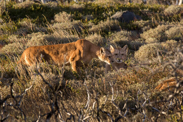 Obraz premium Puma in mountain environment, Torres del Paine National Park, Patagonia, Chile.