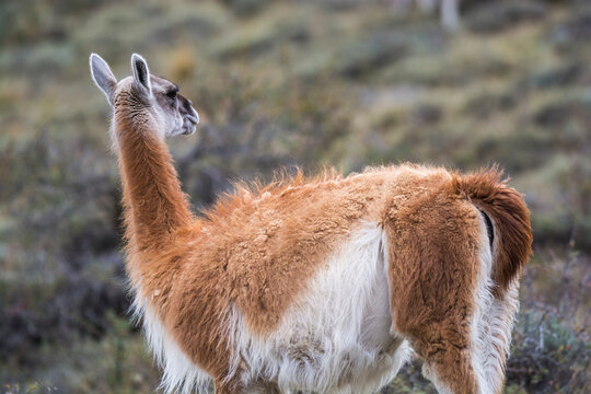 Guanacos in Andes environment, Torres del Paine National Park, Patagonia, Chile.