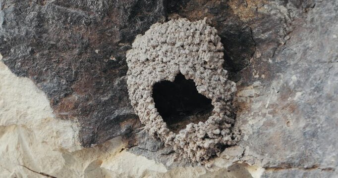 Mud bird nest built on steep rocky cliff wall in nature close-up