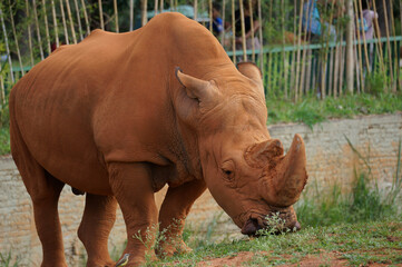 white rhino in the grass 008 © Victor