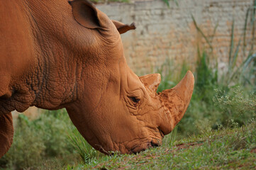 white rhino in the grass 007 © Victor