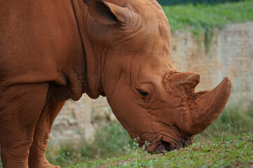 white rhino in the grass 006 © Victor