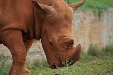 white rhino in the grass 005 © Victor