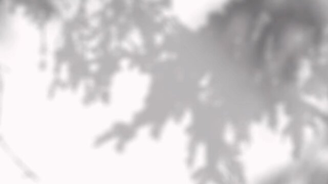 Soft natural tree branch shadows moving gently on a clean white wall for aesthetic design