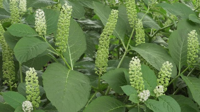 Indian Pokeweed (Phytolacca acinosa) Inflorescence Close Up