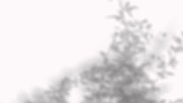 Delicate leaf shadows drifting slowly across a white corner wall for elegant branding