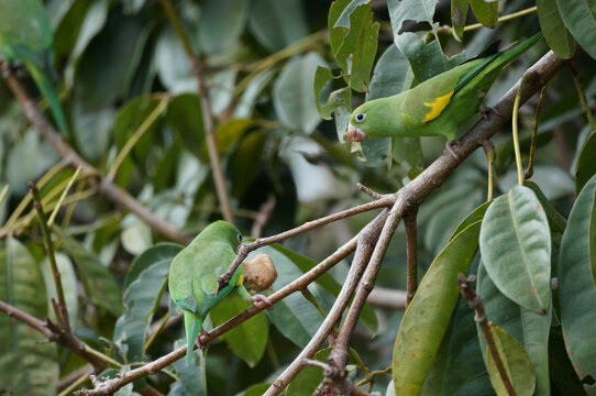 yellow-chevroned parakeet (Brotogeris chiriri) 001