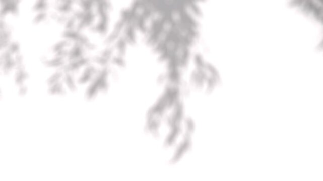 Hanging plant branch shadows cascading down a white wall for tranquil video design