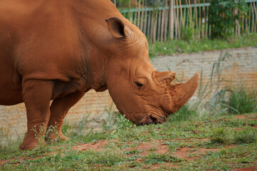 white rhino in the grass 011 © Victor