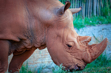white rhino in the grass 013 © Victor