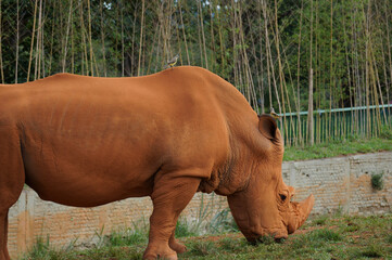 white rhino in the grass 012 © Victor