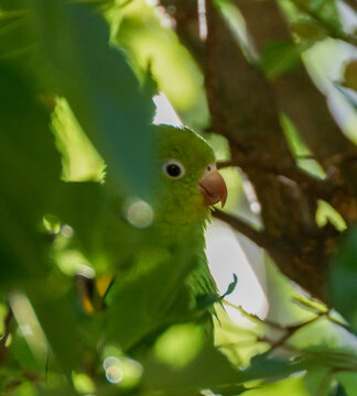 yellow-chevroned parakeet (Brotogeris chiriri) 003