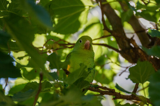 yellow-chevroned parakeet (Brotogeris chiriri) 004