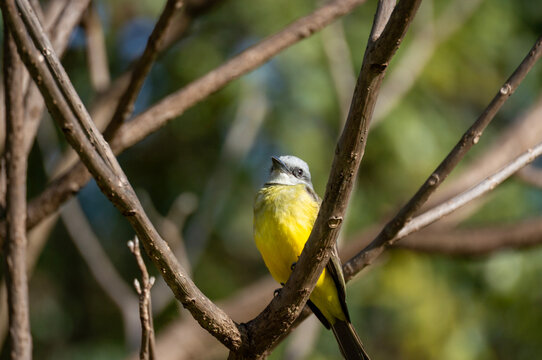 suiriri-tropical (Tyrannus melancholicus) 003