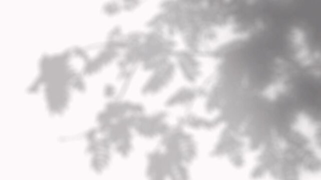 Soft natural tree branch shadows moving gently on a clean white wall for design
