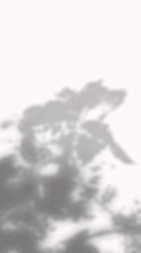 Soft blurred tree canopy shadows shifting dynamically on a clean white wall
