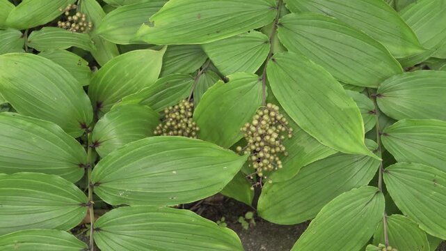 Feathery False Solomon's Seal (Maianthemum racemosum) Berries