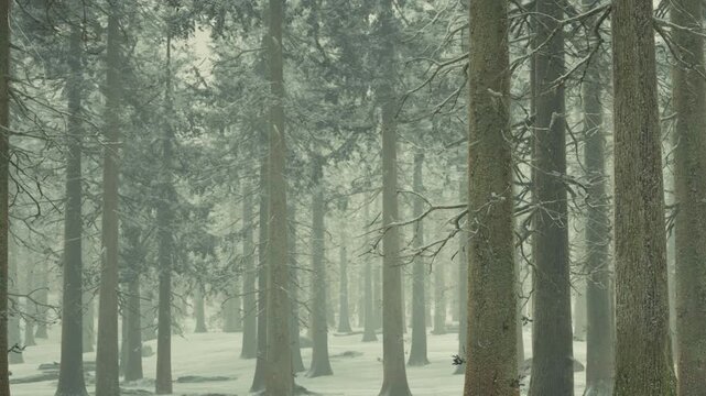Snow covers the ground while snowflakes fall gently. Tall trees stand in rows, with branches coated in white. Fog makes the scene soft and quiet during a winter morning.