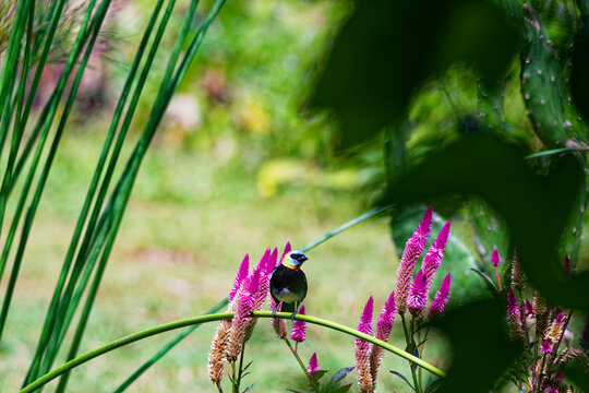 Golden-hooded tanager (Stilpnia larvata) perched on a branch in the middle of colorful wild nature in Colombia.