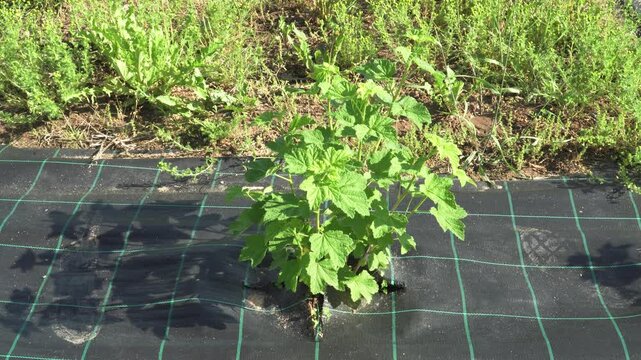 Red Currant Bush Growing in Agricultural Field Under Daylight