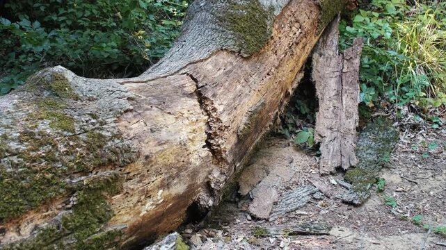 Decaying fallen tree trunk covered with green moss lying on forest ground in autumn