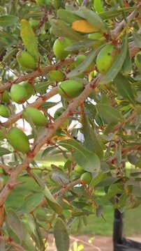 Branch of an argan tree with ripening fruits swaying gently under bright sunlight in Morocco. Natural agricultural scene featuring organic argan nuts growing on traditional Moroccan argania tree.