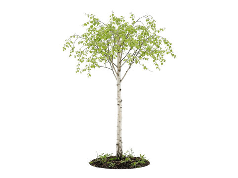 Young birch tree with green leaves isolated on transparent background