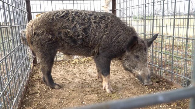 Trapped Feral Hog Charging Camera and Chomping Teeth - 4K Wildlife