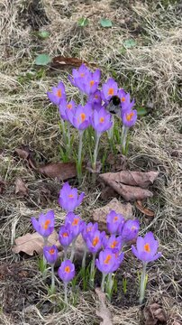 Beautiful purple crocus flowers with bright orange centers blooming among dry dead grass and fallen leaves in early spring nature.