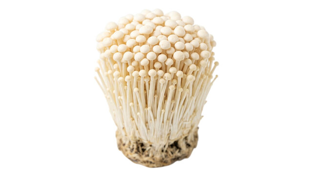 Fresh enoki mushrooms cluster isolated on transparent background