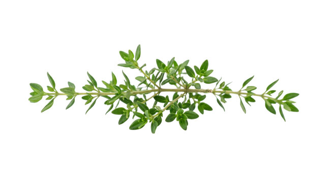 Fresh thyme sprig isolated on transparent background