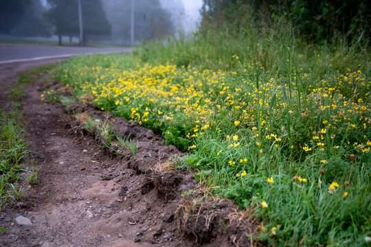 Dirt road and tire ruts along a curved roadside with grass and yellow wildflowers in dense morning fog. Transportation, infrastructure and nature background.