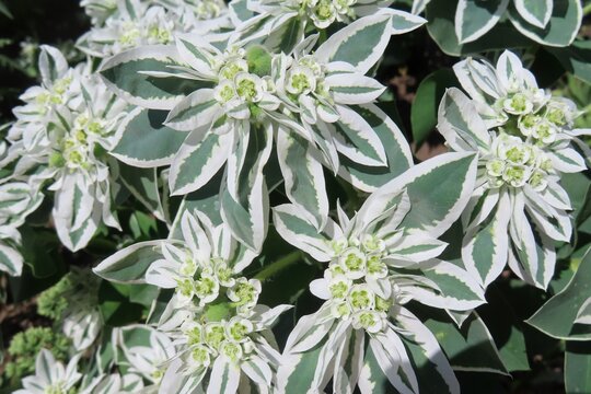Euphorbia marginata flowers in the garden, closeup