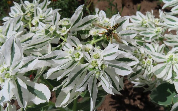 Euphorbia marginata flowers in the garden, closeup