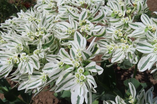 Euphorbia marginata flowers in the garden, closeup