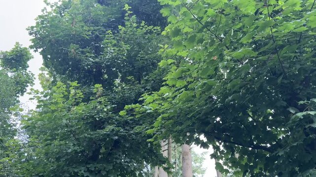 Walking Beneath a Sycamore Tree in Scottish Woodland