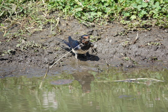 the barn swallow (Hirundo rustica) collecting nesting material at pool edge
