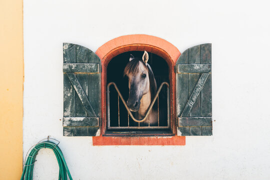 Curious gray horse peers through an arched stall opening framed by weathered wooden shutters on a white farm wall, creating a rustic equestrian portrait with generous copy space