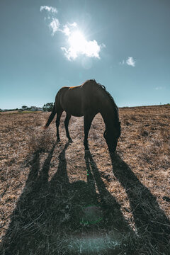 Wide-angle silhouette of a lone horse grazing in a dry pasture beneath a blazing sun, with dramatic rays, lens flare, blue sky and long shadows evoking rural summer heat