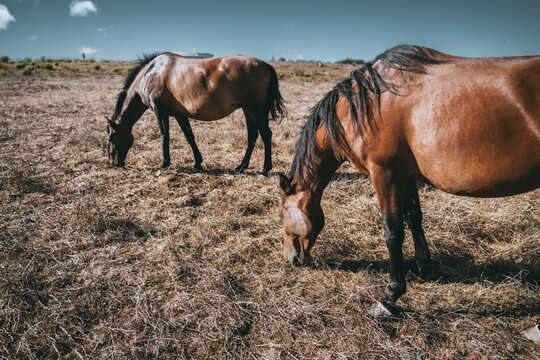 Two glossy brown horses graze in a sun scorched rural meadow, one close in the foreground and another beyond, depicting peaceful livestock, equestrian life and summer drought