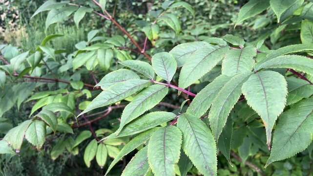 young ash tree leaves zoom in closeup zoomin