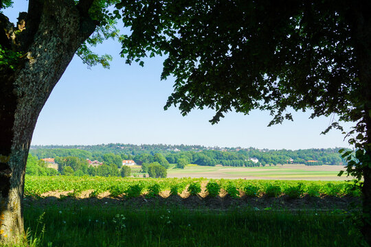 Jel&oslash;y farmland with green crops under blue sky