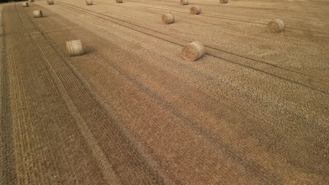 a fresh straw bale in the field. Aerial view of harvested wheat field with round straw bales arranged in rows under bright sunlight in a rural landscape